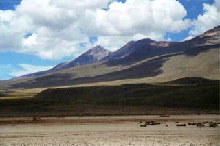 Vicunas in the Andes.jpg